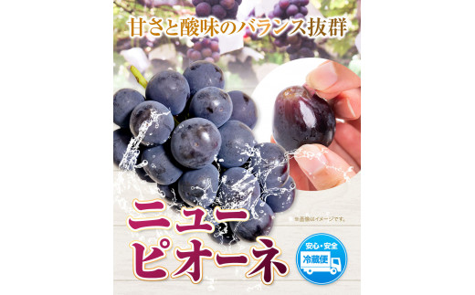 【2025年先行予約】ニューピオーネ 2房 1kg ウィズフラワーホールディングス《2025年9月上旬-10月中旬頃出荷》ピオーネ【配送不可地域あり】---124_c389_9j10c_23_1700