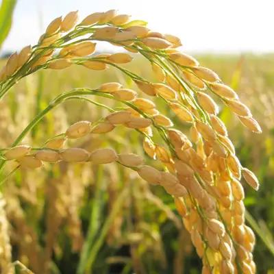 つきあかり 5kg 令和7年産  スピード出荷 最短3～7営業日出荷 精米 米 コメ こめ 単一米 限定 国産 美味しい お米 おこめ おコメ 茨城県 城里町産(AX005)