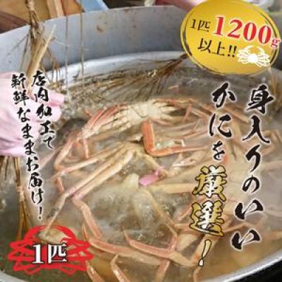 ふるさと納税 京丹後市 冬の旬松葉かに(山陰沖)京丹後の地元魚屋　特選茹で松葉かに　1200g以上1匹