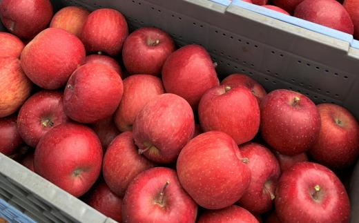 ＜2025年12月上旬よりお届け＞北海道壮瞥町　りんご　品種名「サンふじ」8～10玉約3kg SBTF006