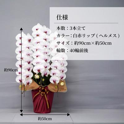 ふるさと納税 北本市 胡蝶蘭 白色赤リップ ヘルメス 大輪 3本立て |  | 01