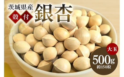 つくば 銀杏 ( ぎんなん ) 大玉 銀杏 殻付 冷凍 500g 農薬不使用 無着色 贈答品 ギフト 高級 旬 食材 食品 国産 冷凍保存 産地直送 送料無料 (A24-003)