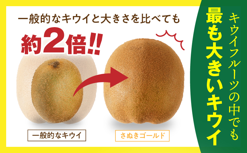 訳ありご家庭用さぬきゴールドキウイ約1kg【香川県共通返礼品】 | 果物 フルーツ さぬきゴールド キウイ キウイフルーツ フレッシュ ジューシー 香り 爽やか 旬の果物 人気 おすすめ 贈答 贈り物