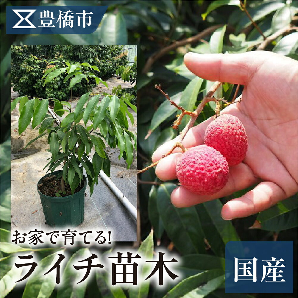 【ふるさと納税】ライチ苗木2～3年物（実生苗） 希少 数量 限定 国産 産地直送 国産ライチ ライチ レイシ 果物 フルーツ 旬 デザート おやつ スイーツ 肉厚 ぷりぷり 南国 貴重 高級 愛知県 豊橋市