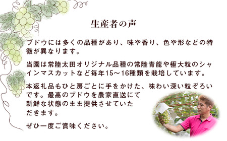 ぶどうジュース2本 (巨峰･常陸青龍) まるではちみつ⁉ 生ぶどうジュース