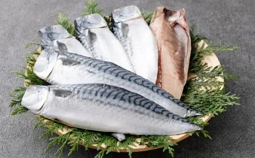 とんでもない鯖 半身 6枚入り さば 鯖 サバ 干物 ひもの 干し 魚 魚介 おつまみ 肴 ご飯のお供 おかず