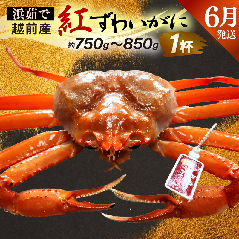 【ふるさと納税】≪浜茹で≫越前産 紅ずわいがに × 1杯（生で約750g～850g）【6月発送分】【紅ズワイガニ カニ かに 蟹】【紅ずわいがに】希望日指定不可