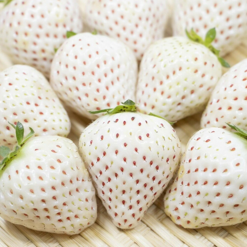 福岡県産 完熟白いちご（エンジェルエイト）約270g×8パック