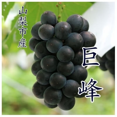 
            ＜2026年発送 先行受付＞『数量限定』山梨市産種無し巨峰2房入　約1kg【1622448】
          