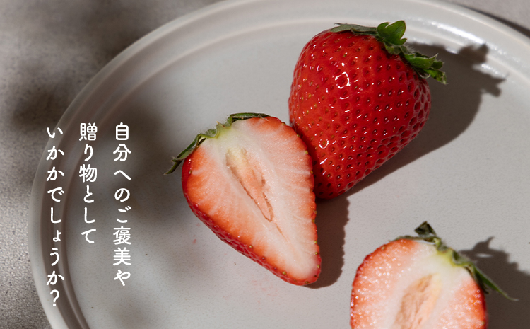 PREMIUMイチゴ 12玉 1玉45g以上 ひのしずく いちご イチゴ 苺《2026年3月発送予定》ヴァリアス株式会社 果物 くだもの フルーツ 希少 ギフト プレゼント 贈り物 国産 九州産 熊本