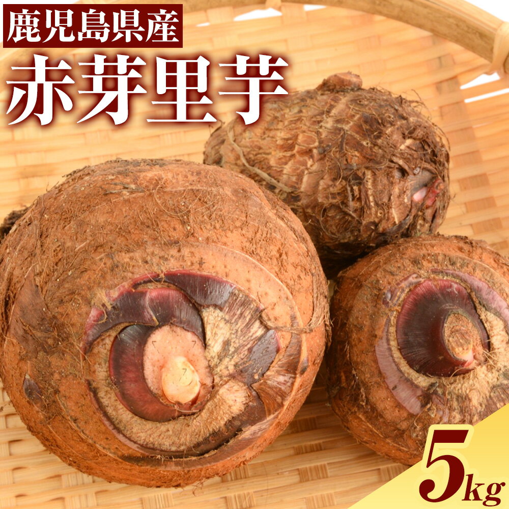 【ふるさと納税】赤芽里芋 5kg 芋 さといも かじや農産《12月上旬-3月末頃出荷予定》鹿児島県 さつま町 野菜 いも