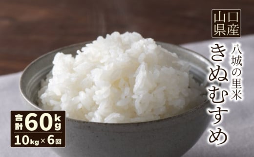【先行予約】【定期便 6ヶ月】きぬむすめ 精米 10kg  合計60kg 令和7年度米
