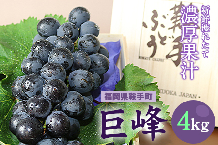 ＼農家直送！濃厚果汁／数量限定 巨峰 4kg (約8～10房) 予約受付《8月中旬-9月下旬頃出荷》福岡県随一の巨峰産地から農家直送でお届けします！