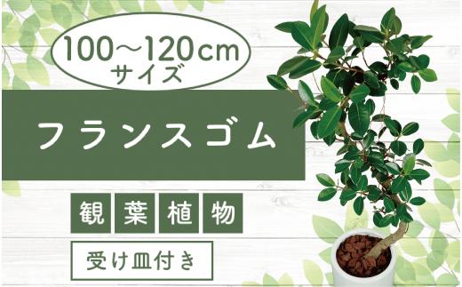 2025年4月中旬～発送【観葉植物】フランスゴム100cm～120cm ホワイト陶器鉢(専用受け皿付き)(T&P/035-1471) 観葉植物 植物 鉢付 インテリア 室内 オフィス おしゃれ プレゼント ギフト 開店祝い 移転祝い マイナスイオン【配送不可地域：北海道・沖縄県・離島】