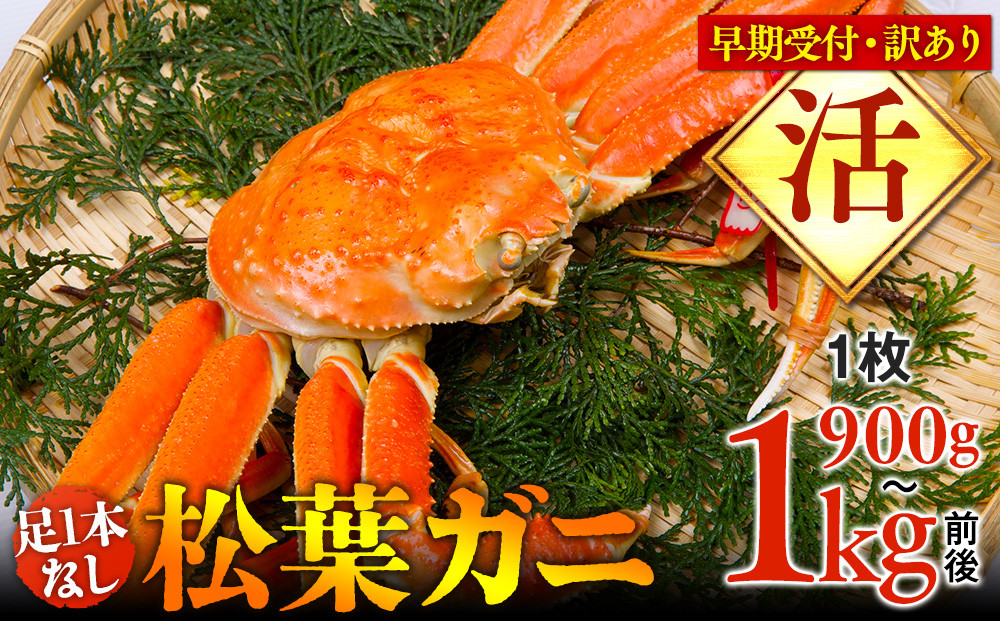 692.【早期受付】【活】足1本なし　訳あり　松葉ガニ　特大1枚（900g～1kg前後）《かに カニ 蟹 ズワイガニ 》※着日指定不可※2025年11月上旬頃から順次発送予定