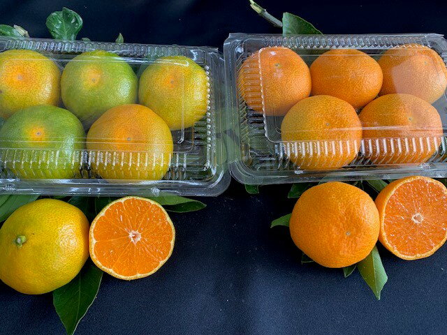 【ふるさと納税】【2026年先行予約】ハウスみかん 二種 食べ比べ 6パック 【ミカン 蜜柑 柑橘 温州みかん 有田みかん 和歌山】