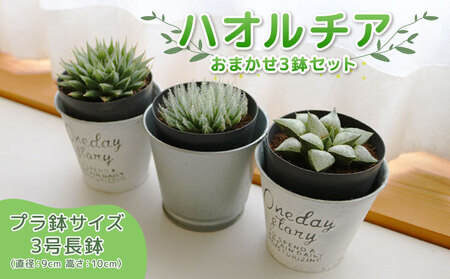 【多肉植物】 ハオルチア おまかせ3鉢セット 多肉植物