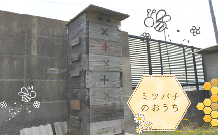 【福岡県築上町産】上村さん家の はちみつ 「 築上町の 和蜜 」600g【上村 忍】 日本 蜜蜂 にほん みつばち [ABBX002]