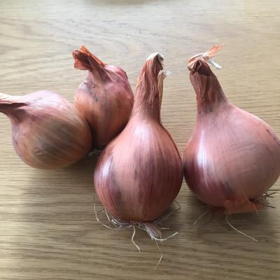 ふるさと納税 富良野市 ベルギーエシャロット　2kg未満×1箱　北海道富良野産