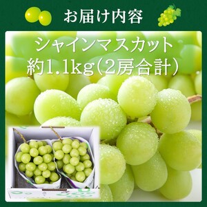 【高島屋選定品】シャインマスカット 約1.1kg（2房合計）岡山県高梁市産 個装箱入り 葡萄 ブドウ 贈り物