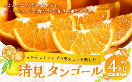 【 みかんとオレンジの美味しさを楽しむ 】 清見タンゴール 約4kg みかん ミカン オレンジ 柑橘 柑橘類 柑橘系 くだもの 果物 フルーツ 果実 果汁 果肉 国産 愛媛県産 【 2027年2月下旬～5月上旬発送予定 】 ( 1063 )