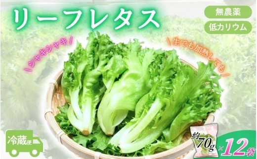 
                  アノレタス（リーフレタス）新鮮シャキシャキ 栽培期間中無農薬低カリウムレタス 12袋セット/ 伊賀レタス 三重レタス アノレタス レタス リーフレタス 葉レタス 葉物野菜 葉野菜 野菜 やさい 国産野菜 新鮮野菜 葉野菜 野菜 やさい 国産野菜 新鮮野菜 低カリウム アノレタス レタス リーフレタス 葉レタス 伊賀 レタス 野菜 国産野菜 新鮮野菜 低カリウム アノレタス  【kkry0001】
                