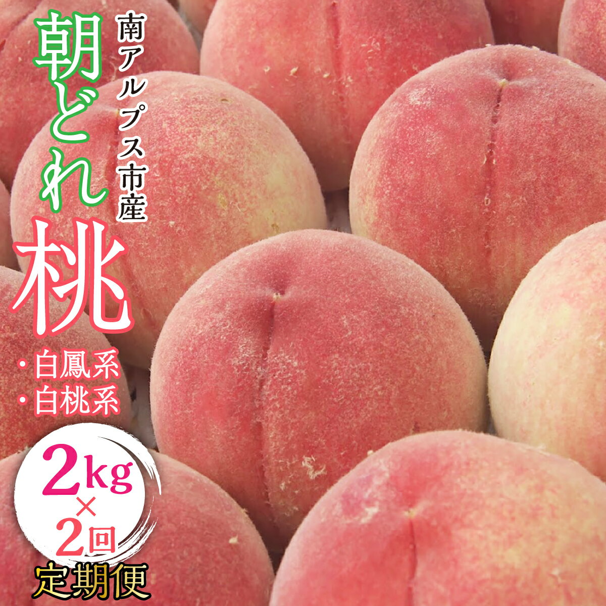 【ふるさと納税】【2026年発送先行予約】南アルプス市産・山梨朝どれ桃2kg×2回配送（白鳳系・白桃系） 定期便 2回（クール便） ふるさと納税 桃 もも 果物 フルーツ おすすめ 山梨県 南アルプス市 送料無料 ALPBV013