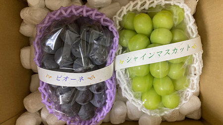 ぶどう2品種食べ比べ（各1房ずつ）【令和5年8月より発送開始】（茨城県共通返礼品：かすみがうら市産） ブドウ 葡萄 果物 フルーツ 茨城県産