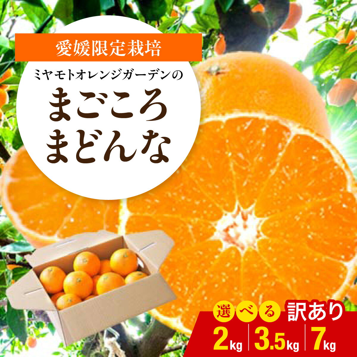【ふるさと納税】【先行受付】 紅まどんなと同品種!愛媛果試28号 選べる内容量 (2kg / 3.5kg / 7kg) 【訳あり】ふるさと納税 みかん ミカン 蜜柑 訳あり まごころ まどんな 果物 くだもの フルーツ デザート おいしい 希少 甘い かんきつ 柑橘 柑橘類 【G1166250】 YWTAP076