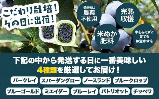 生ブルーベリー 約500g サンベリーむらおか 《2024年7月下旬～8月上旬頃出荷》北海道 名寄市 ブルーベリージャム フルーツ 果物 くだもの ケーキ 作り お菓子 スイーツ 贈り物 贈答用 内祝