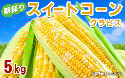 
            スイートコーン「グラビス」 5kg（2L～3L） 長野県 山形村 2413
          