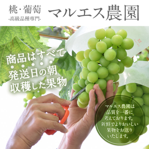 クール配送「マルエス農園」シャインマスカット2房～3房 合計1.5kg以上【2026年発送】（MS）B15-111 シャインマスカット フルーツ