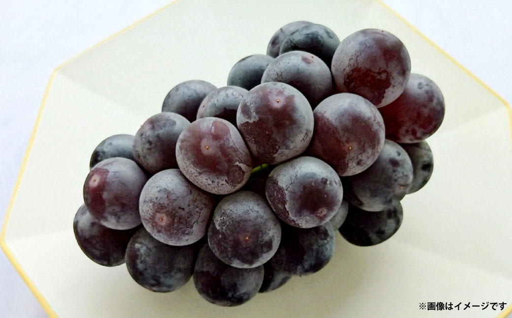 岡山県産ニューピオーネ 約500g×2房 計約1kg
