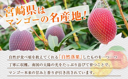 『太陽のタマゴ』 宮崎 完熟マンゴー 2L×2玉（1玉350～459g） 宮崎県産 トロピカル フルーツ 贈答 お取り寄せ 果物 旬