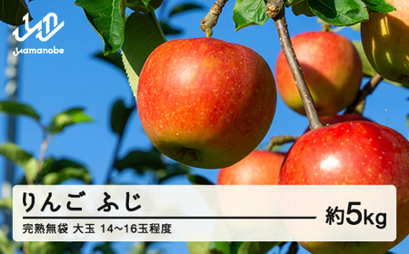 《先行予約》2025年産 渡辺果樹園 完熟無袋 りんご ふじ 約5kg（14～16玉程度） 大玉 2025年12月上旬より順次発送 秋果実 果物 フルーツ サンふじ F20A-141