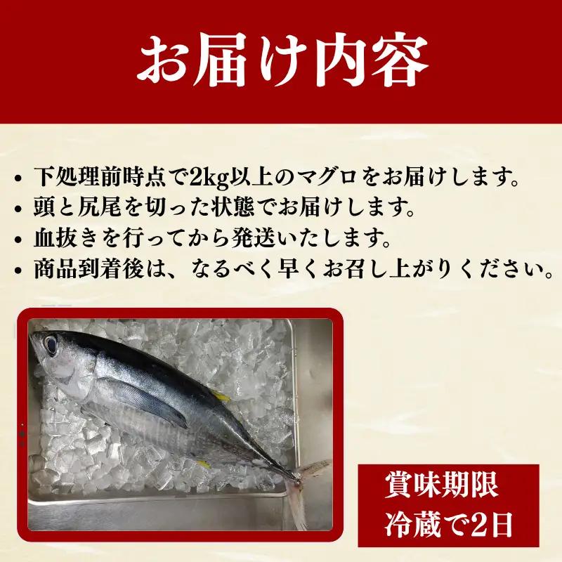 キハダマグロ 1尾 下処理済み 和歌山県すさみ町産 / マグロ 丸ごと 魚 捌く 鮪 海鮮丼 寿司 手巻き寿司 漬け丼 海鮮 海の幸 魚介 新鮮 刺身 和歌山 すさみ町 キハダマグロ 大容量 【scp