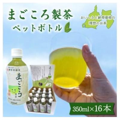 ふるさと納税 藤枝市 まごころ製茶　ペットボトル　350ml×16本セット