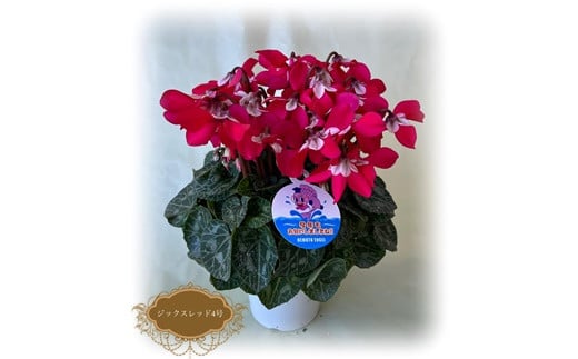 【先行予約】シクラメン ジックスワインレッド 4号鉢 | 花 お花 ガーデンシクラメン レッド 赤 4号 花ギフト フラワーギフト 鉢花 鉢植え ギフト プレゼント 贈答 農林水産大臣賞受賞 根本園芸