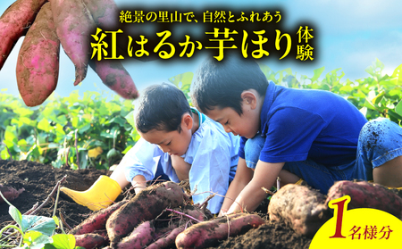 【別府ローケーション抜群】　別府産　蜜いも「紅はるか」芋ほり体験_B188-003