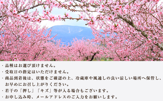 No.177 献上桃の郷桑折町 特別返礼品「雅」 糖度13.5度以上【数量限定】2kg（5〜6玉）桑折町産　先行受付