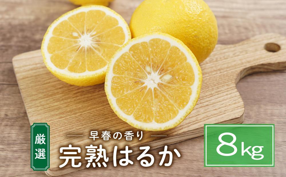 
                  完熟はるか 8kg ドルチェみかん
                