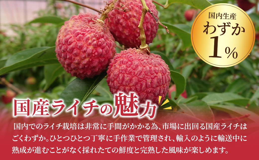 【数量限定】希少 綾生ライチ お裾分けセット  [６パック] 宮崎県 綾町産 ライチ 国産ライチ 果物 フルーツ 生ライチ 産地直送 期間限定 お中元 小分け 送料無料【JA綾町】_A0114-105