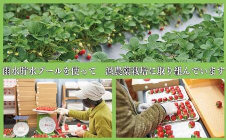 【2027年1月～4月出荷分予約販売】まるで宝石！希少な大粒サイズを2倍の量で！「完熟あまおう」4Lサイズ900g入り