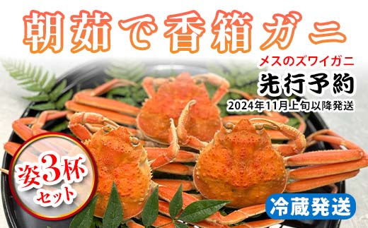 【先行予約】【冷蔵発送】朝茹で香箱ガニ メスのズワイガニ 姿3杯セット 2025年11月上旬以降発送 朝茹で カニ かに 蟹 姿 香箱蟹 香箱がに こうばこがに 茹で ボイル ギフト グルメ 海の幸 