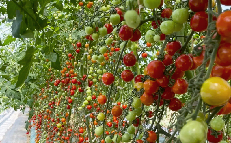 [野菜ソムリエサミット金賞] ミニトマト 1kg キャロルスター 北海道仁木町産【2024年発送】
