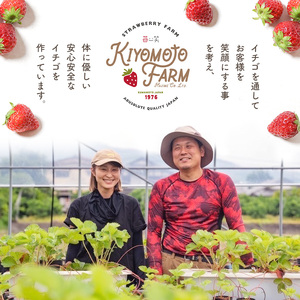 熊本県産いちご 品種おまかせ 約 500g | フルーツ 果物 くだもの 果実 苺 いちご ベリー ストロベリー  熊本県 玉名市