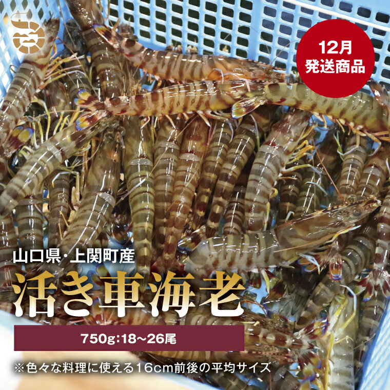 【ふるさと納税】〈12月発送・年内発送〉C-14　活き車えび（約750g）