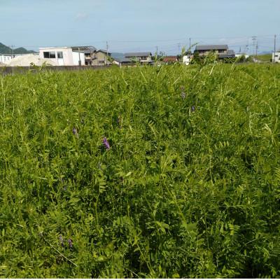 ふるさと納税 岐阜市 【毎月定期便】岐阜市産 ハツシモ 清流長良川米 精米 10kg(5kg×2袋)　全12回 |  | 01