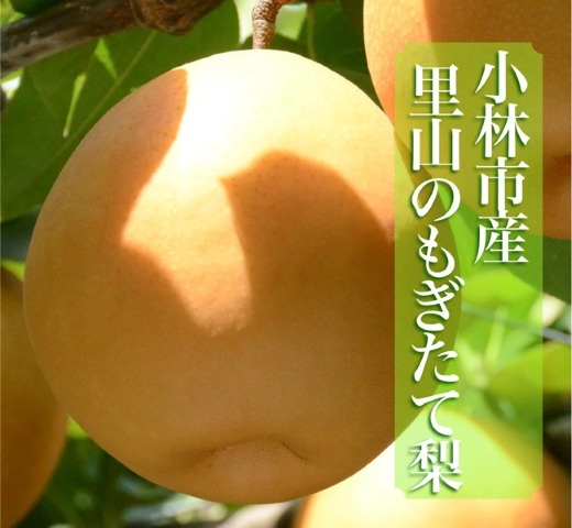 【産直もぎたて】里山のもぎたて梨 4kg程度（フルーツ 果物 旬 梨 国産 限定 期間限定）