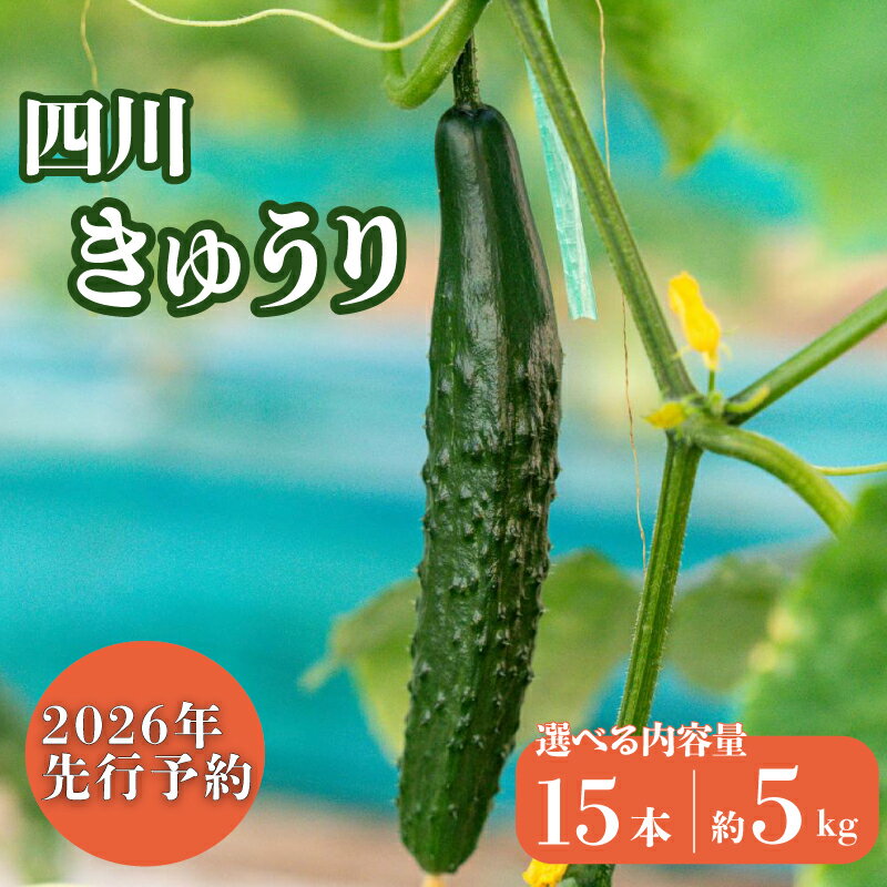 【ふるさと納税】 四川 きゅうり おためし 約15本 / 訳あり 5kg 四川きゅうり キュウリ 胡瓜 四川 漬物 漬け物 ぬか漬け 浅漬け キムチ 炒め物 サラダ 国産 産地直送 千葉県 旭市 BANJYO farm